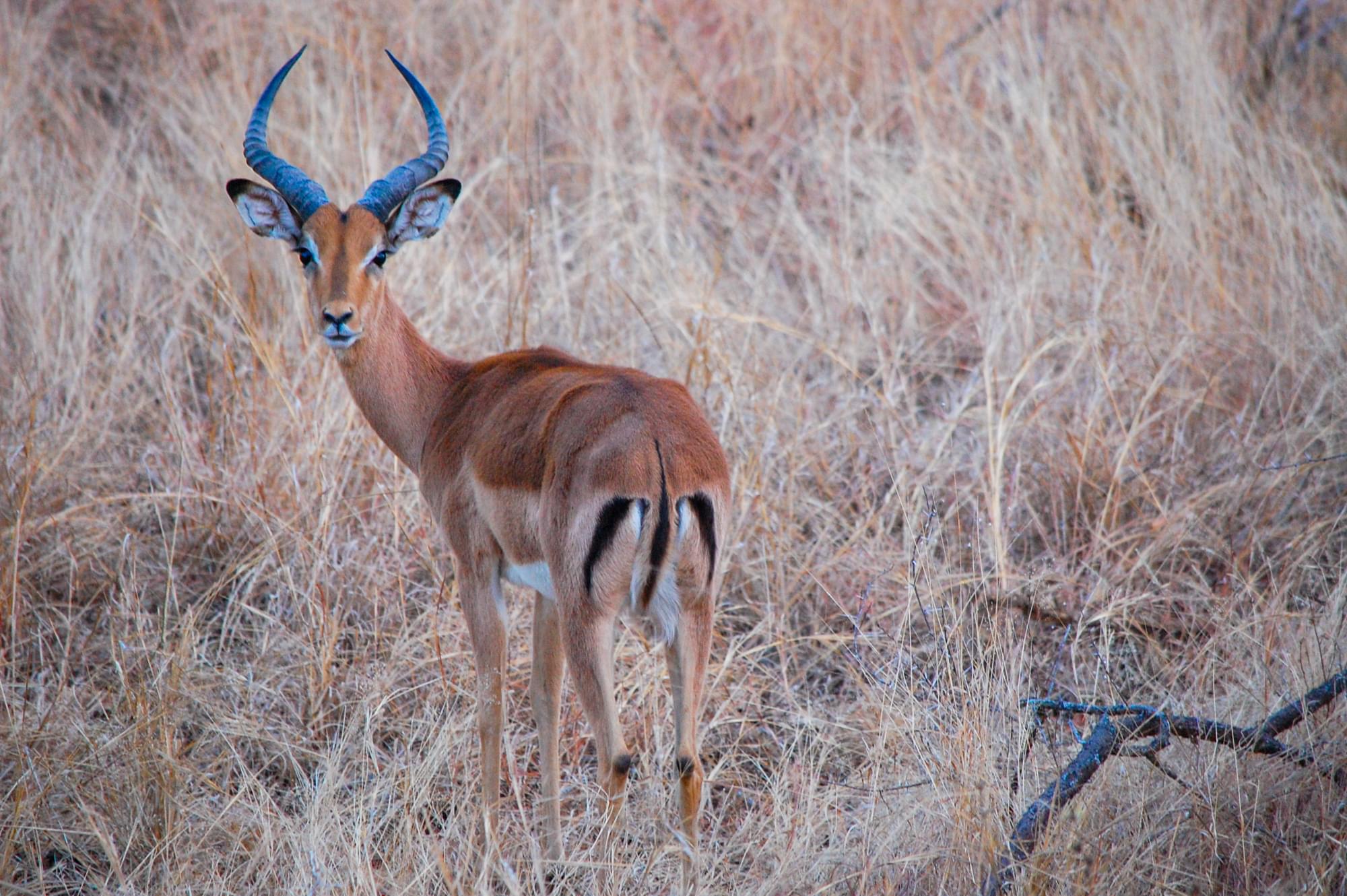 20120728   Sudafrica 0132